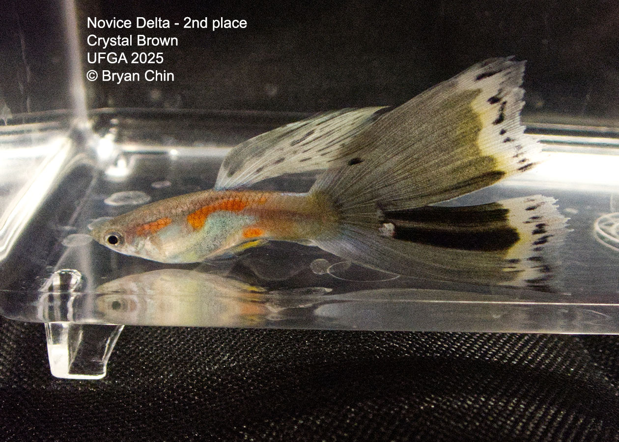 Guppy Novice